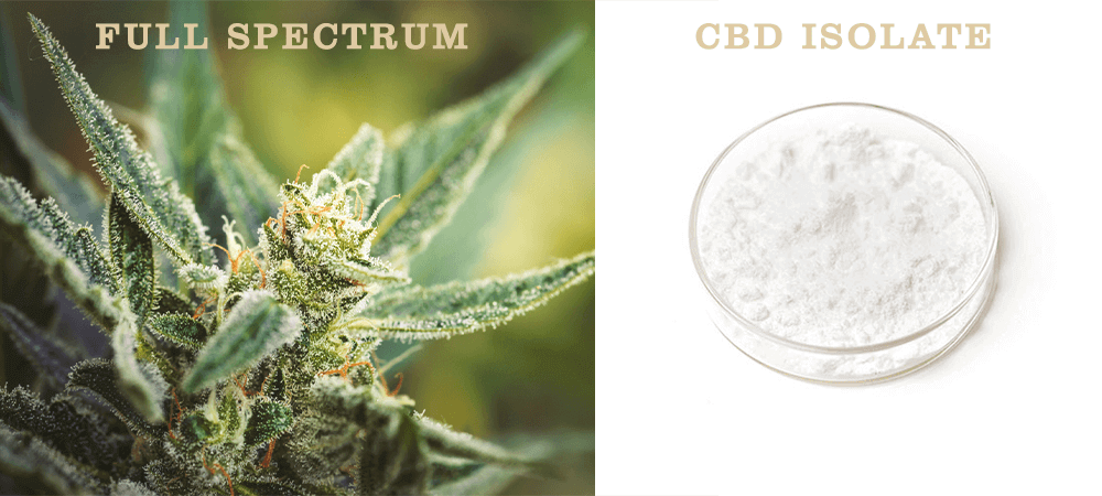 Full spectrum CBD compared to CBD isolate