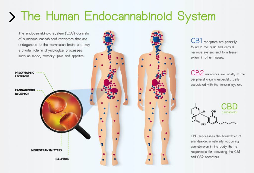 Full spectrum CBD oil and how it works in the brain and body.